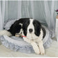 PETZZ Prinsessenbed - Dekens en Manden voor Honden - Hondenhoek.com