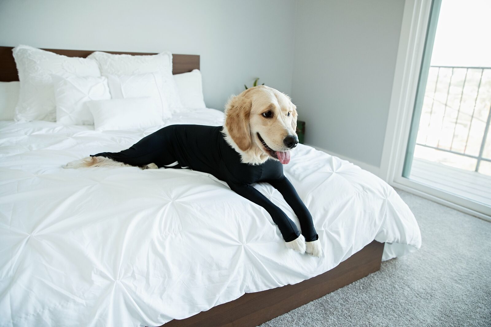 PETZZ Beschermende herstel onesie - Voor honden na operaties - WOEF