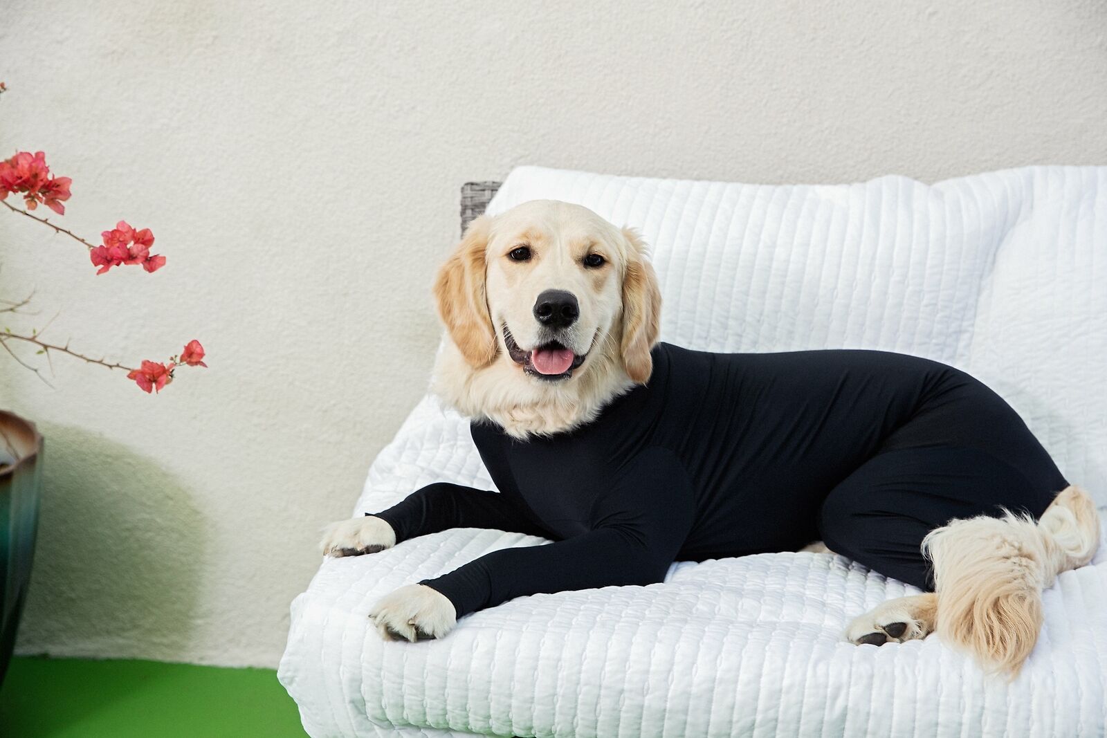 PETZZ Beschermende herstel onesie - Voor honden na operaties - WOEF